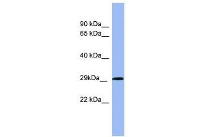 RAB5A antibody used at 1 ug/ml to detect target protein. (RAB5 anticorps  (Middle Region))