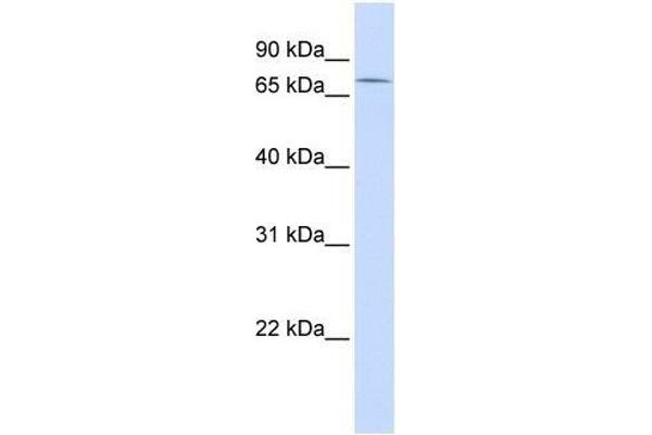 ZNF442 anticorps  (Middle Region)