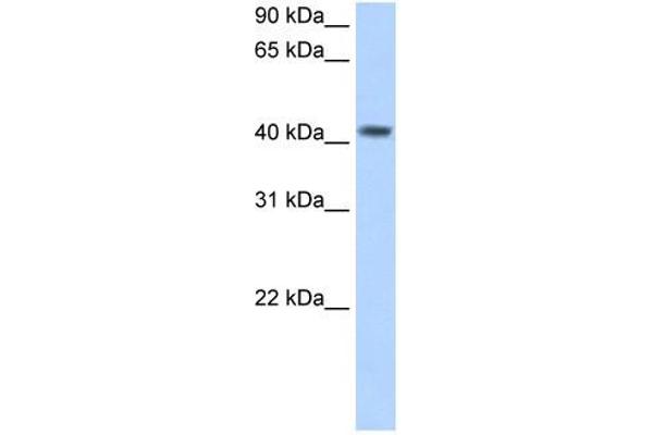 PSG5 anticorps  (N-Term)