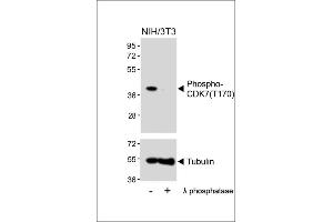 Western blot analysis of lysates from NIH/3T3 cell line, untreated or treated with λ phosphatase, using 459667101 (ABIN389541 and ABIN2850443) (upper) or Tubulin (lower). (CDK7 anticorps  (pThr170))