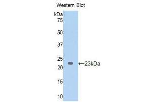 Western Blotting (WB) image for anti-Nitric Oxide Synthase 2, Inducible (NOS2) (AA 43-213) antibody (ABIN1173748) (NOS2 anticorps  (AA 43-213))