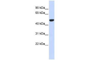 IDH2 antibody used at 1 ug/ml to detect target protein. (IDH2 anticorps)