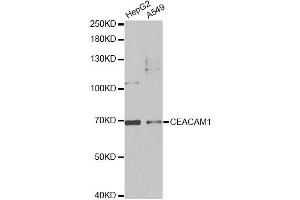 Western blot analysis of extracts of various cell lines, using CEACAM1 antibody (ABIN5970851) at 1/1000 dilution. (CEACAM1 anticorps)