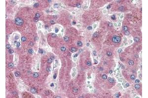 Human Liver (formalin-fixed, paraffin-embedded) stained with c-Metat 15 µg/ml followed by biotinylated goat anti-rabbit IgG secondary antibody, alkaline phosphatase-streptavidin and chromogen. (c-MET anticorps  (C-Term))