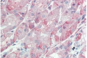 Anti-ITGA6 / CD49f antibody  ABIN1048976 IHC staining of human stomach. (ITGA6 anticorps  (Internal Region))