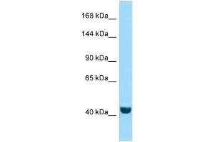Western Blotting (WB) image for anti-FERM and PDZ Domain Containing 2 (FRMPD2) (N-Term) antibody (ABIN2437085) (FRMPD2 anticorps  (N-Term))
