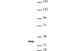 ATF1 antibody (pAb) tested by Western blot. (AFT1 anticorps  (C-Term))