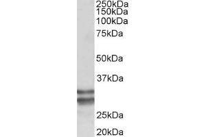 Western Blotting (WB) image for anti-Kruppel-Like Factor 13 (KLF13) (AA 45-58) antibody (ABIN5907448) (KLF13 anticorps  (AA 45-58))