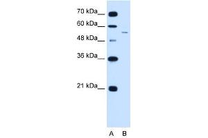 LOC728227 antibody used at 2. (LOC728227 anticorps  (C-Term))