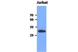 Image no. 1 for anti-Mediator of Cell Motility 1 (MEMO1) antibody (ABIN1490704) (MEMO1 anticorps)