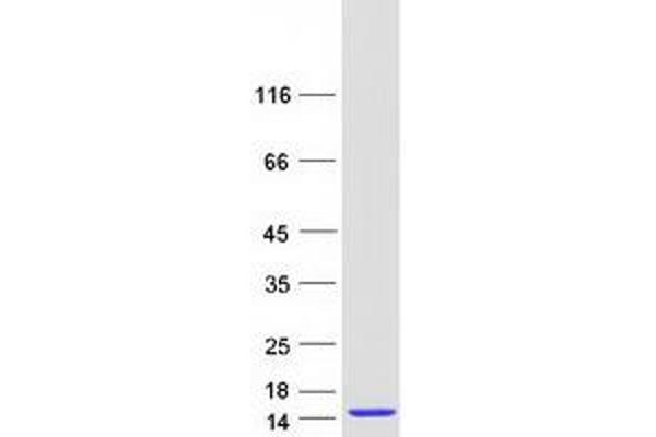 CKS1 Protein (Transcript Variant 1) (Myc-DYKDDDDK Tag)