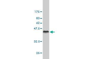 Western Blotting (WB) image for anti-Cyclin H (CCNH) (AA 1-110) antibody (ABIN560218)