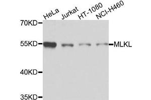 Western blot analysis of extracts of various cells, using MLKL antibody. (MLKL anticorps)