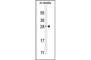 Western blot analysis of RELL2 Antibody (Center) in Mouse testis tissue lysates (35ug/lane). (RELL2 anticorps  (Middle Region))