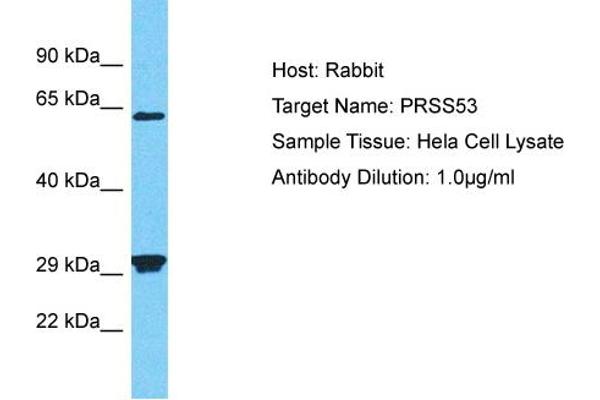 PRSS53 anticorps  (N-Term)