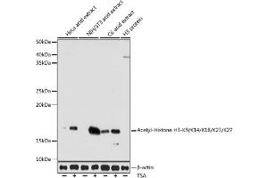 Western blot analysis of extracts of various cell lines, using Acetyl-Histone H3-K9/K14/K18/K23/K27 antibody (ABIN7267676) at 1:1000 dilution. (Histone 3 anticorps  (H3K9, H3K14, H3K18, H3K23, H3K27))