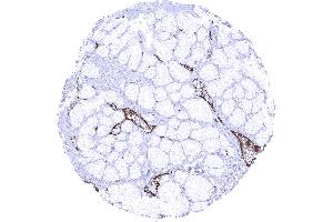 Duodenum brunner gland In the Brunner gland endothelial vWF immunostaining is strongest in venules (Recombinant VWF anticorps  (AA 1815-1939))