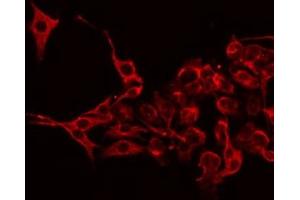 ABIN6275904 staining 293 by IF/ICC. (LBP anticorps  (Internal Region))