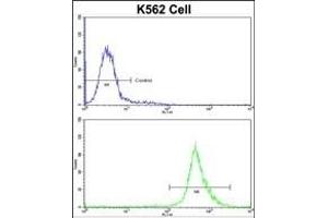 Flow cytometric analysis of K562 cells using BAG1 Antibody (C-term)(bottom histogram) compared to a negative control cell (top histogram)FITC-conjugated goat-anti-rabbit secondary antibodies were used for the analysis. (BAG1 anticorps  (C-Term))