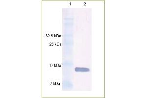 Western Blot analysis of rhuman BMP 7 using Anti-Human BMP 7 IgG Human BMP 7 protein was resolved by SDS-PAGE, transferred to a NC membrane and probed with a dilution 1: 500 of Anti-Human BMP 7 IgG. (BMP7 anticorps)