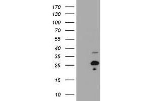 Image no. 1 for anti-Hairy and Enhancer of Split 6 (HES6) antibody (ABIN1498640) (HES6 anticorps)