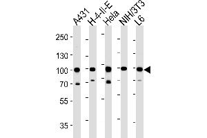 Western blot analysis in A431,H-4-II-E,Hela,mouse NIH/3T3,rat L6 cell line lysates (35ug/lane). (HSP90AB1 anticorps  (C-Term))
