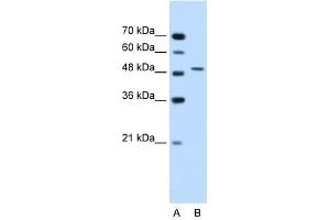 Semenogelin I antibody used at 1. (SEMG1 anticorps  (N-Term))