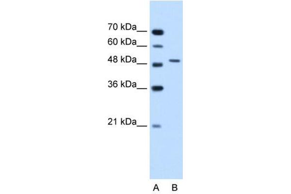 SEMG1 anticorps  (N-Term)