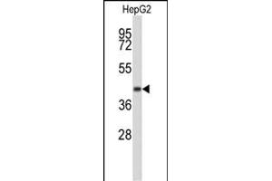 Western blot analysis of ERGIC3 Antibody (N-term) R in HepG2 cell line lysates (35 μg/lane). (ERGIC3 anticorps  (N-Term))