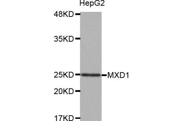 MXD1 anticorps  (AA 1-221)