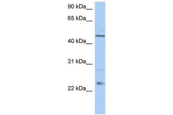 TMCO1 anticorps  (C-Term)