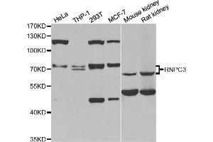 Western blot analysis of extracts of various cell lines, using RNPC3 antibody (ABIN5973747) at 1/1000 dilution. (RNP anticorps)