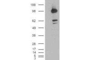 HEK293 overexpressing CDCP1 and probed with ABIN2561770 (mock transfection in first lane). (CDCP1 anticorps  (C-Term, Isoform 1))
