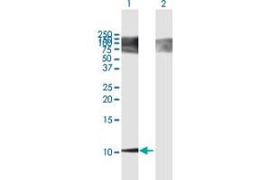 Western Blot analysis of BGLAP expression in transfected 293T cell line by BGLAP MaxPab polyclonal antibody. (Osteocalcin anticorps  (AA 1-100))