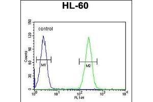 BCORL1 Antibody (N-term) (ABIN654801 and ABIN2844476) flow cytometric analysis of HL-60 cells (right histogram) compared to a negative control cell (left histogram). (BCORL1 anticorps  (N-Term))