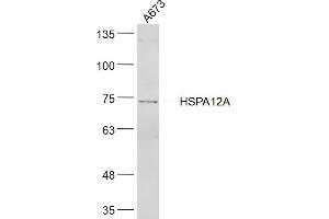A673 lysates probed with HSPA12A Polyclonal Antibody, Unconjugated  at 1:300 dilution and 4˚C overnight incubation. (HSPA12A anticorps  (AA 531-630))