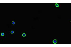 Immunofluorescent analysis of MCF-7 cells using ABIN7143303 at dilution of 1:100 and Alexa Fluor 488-congugated AffiniPure Goat Anti-Rabbit IgG(H+L) (Adenosine A2a Receptor anticorps  (AA 291-412))