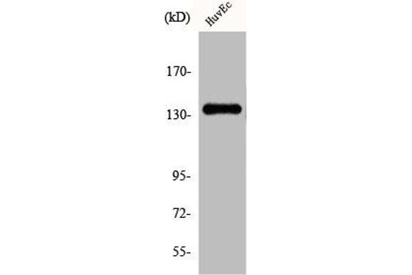 DGKD anticorps  (N-Term)