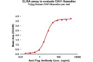 Elisa plates were pre-coated with Flag Tag -Nanodisc (0. (Caveolin-1 Protéine)