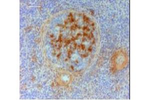 Immunohistochemistry (IHC) image for Mouse anti-Chicken IgY antibody (ABIN2474875) (Souris anti-Poulet IgY Anticorps)