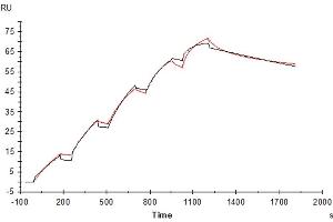 Surface Plasmon Resonance (SPR) image for Interleukin 17A (IL17A) (AA 24-155) protein (His tag) (ABIN7274991)