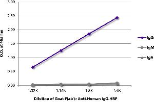 ELISA plate was coated with purified human IgG, IgM, and IgA. (Chèvre anti-Humain IgG (Heavy Chain) Anticorps (HRP))