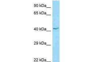 WB Suggested Anti-APOL1 Antibody Titration: 1. (APOL1 anticorps  (N-Term))