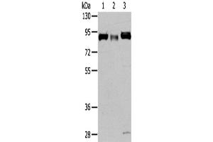 Western Blotting (WB) image for anti-Cullin 4A (CUL4A) antibody (ABIN2425717) (Cullin 4A anticorps)