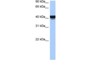 Western Blotting (WB) image for anti-Engrailed Homeobox 2 (EN2) antibody (ABIN2460205) (EN2 anticorps)