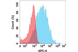 Flow cytometry analysis with Anti-FA on Expi293 cells transfected with human FA (Blue histogram) or Expi293 transfected with irrelevant protein (Red histogram). (FCGR3A anticorps)