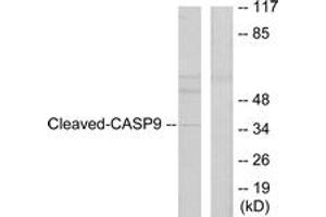 Western Blotting (WB) image for anti-Caspase 9, Apoptosis-Related Cysteine Peptidase (CASP9) (AA 281-330), (Cleaved-Asp330) antibody (ABIN2891160) (Caspase 9 anticorps  (Cleaved-Asp330))