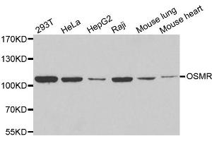 Western blot analysis of extracts of various cell lines, using OSMR antibody. (Oncostatin M Receptor anticorps)