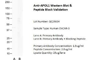 Host: Rabbit Target Name: APOL1 Sample Type: Human OVCAR-3  Lane A: Primary Antibody  Lane B: Primary Antibody + Blocking Peptide  Primary Antibody Concentration: 1. (APOL1 anticorps  (N-Term))