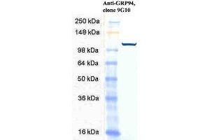 Western Blot analysis of Human HeLa cell lysates showing detection of GRP94 protein using Rat Anti-GRP94 Monoclonal Antibody, Clone 9G10 . (GRP94 anticorps  (Atto 488))